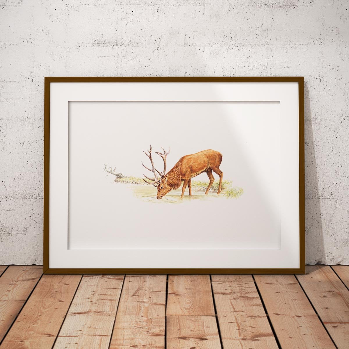 Drinking Red Stag Wall Art Print - Countryman John