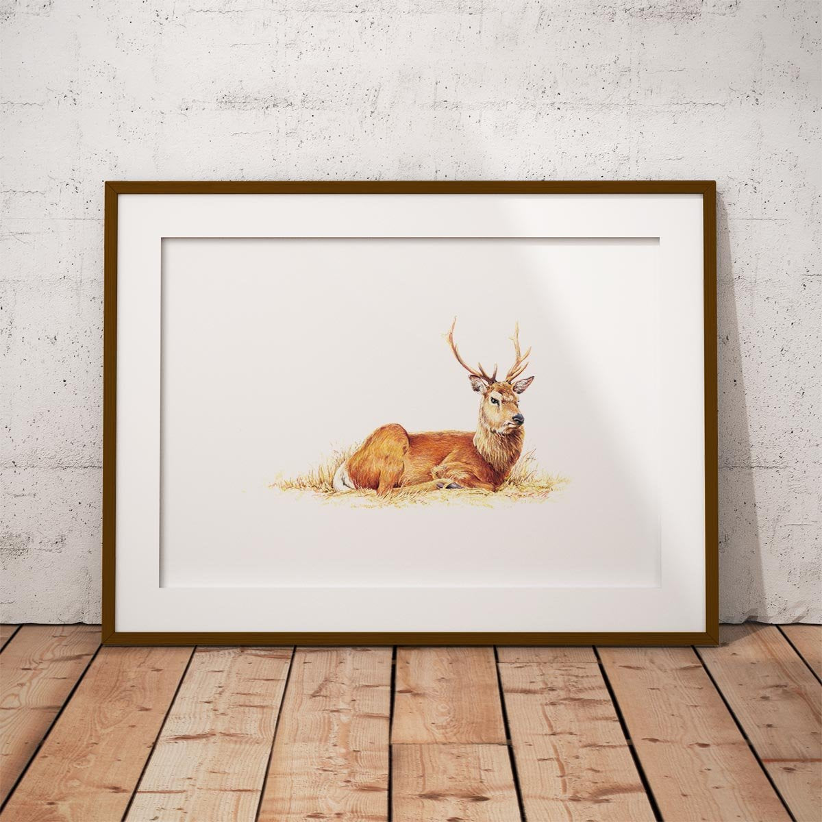 Resting Stag Wall Art Print - Countryman John