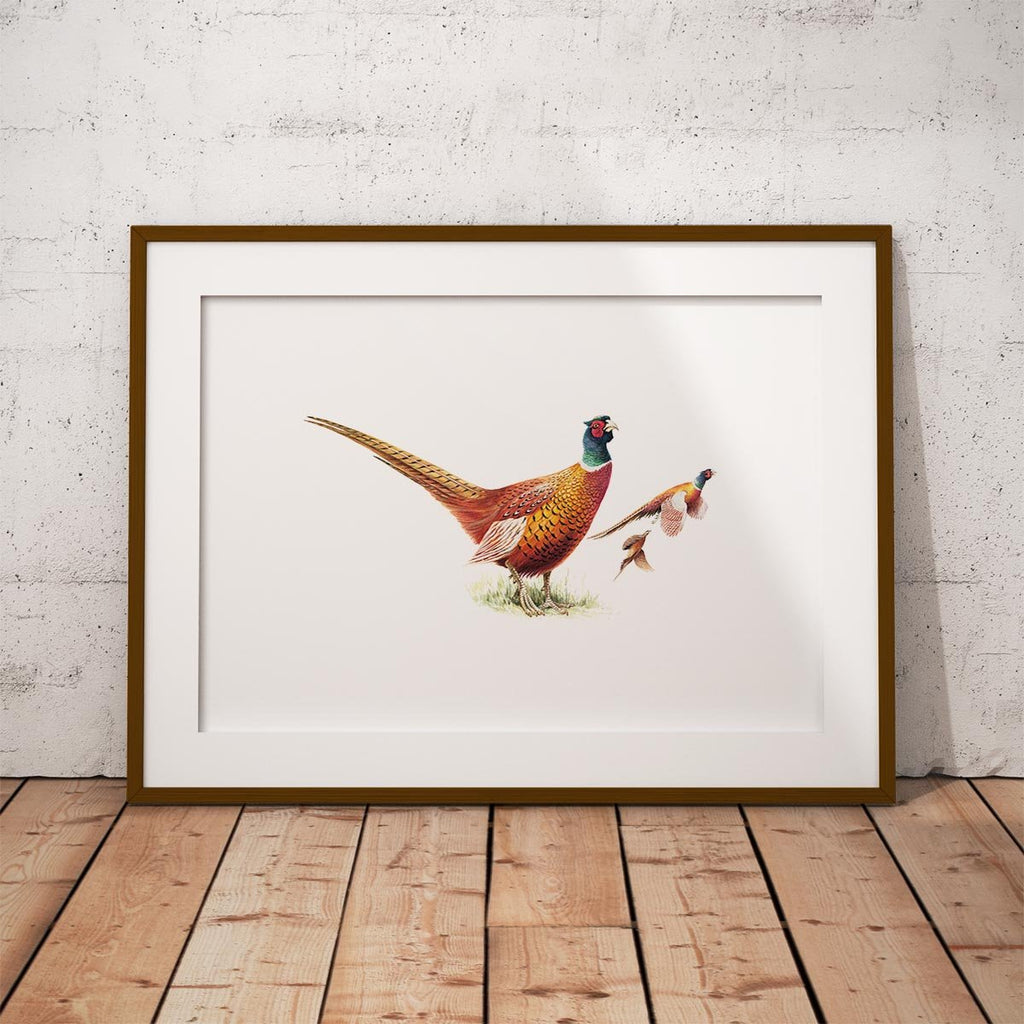 Cock Pheasants Wall Art Print - Countryman John