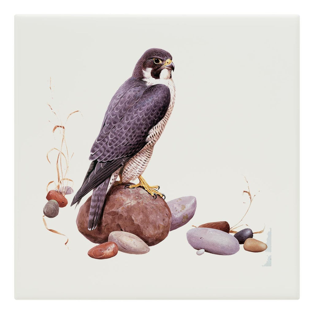 Peregrine Falcon Tile - Countryman John
