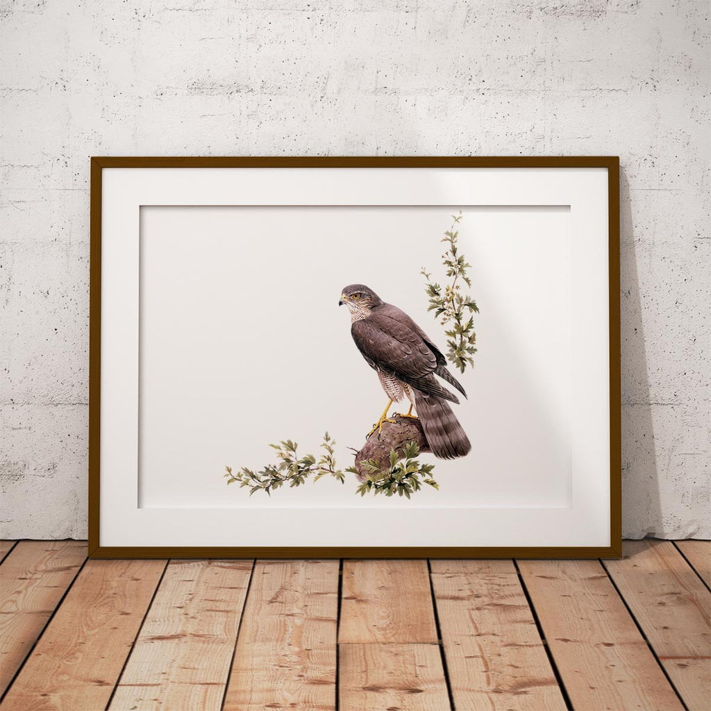 Sparrow Hawk Wall Art Print - Countryman John