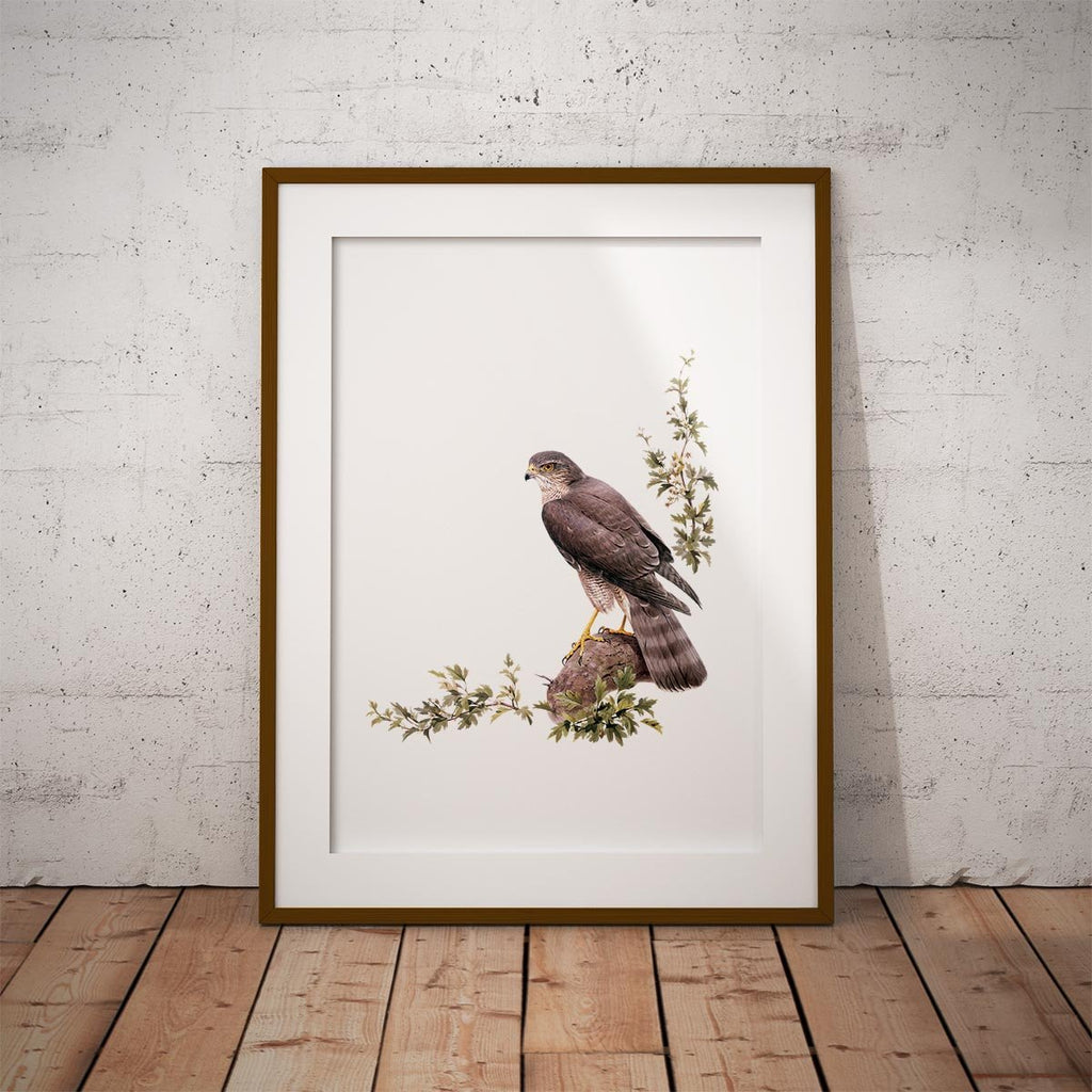 Sparrow Hawk Wall Art Print - Countryman John