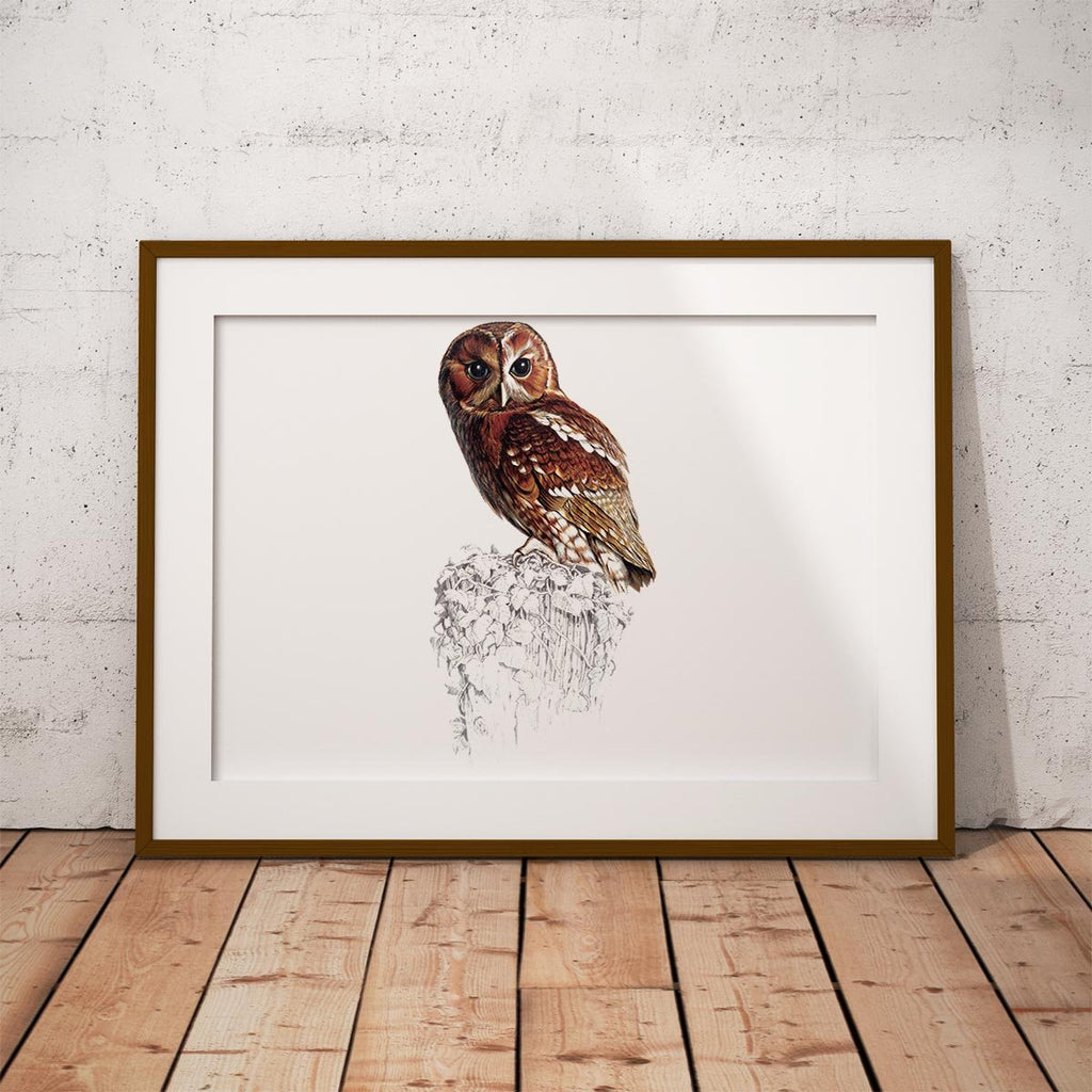 Tawny Owl Wall Art Print - Countryman John