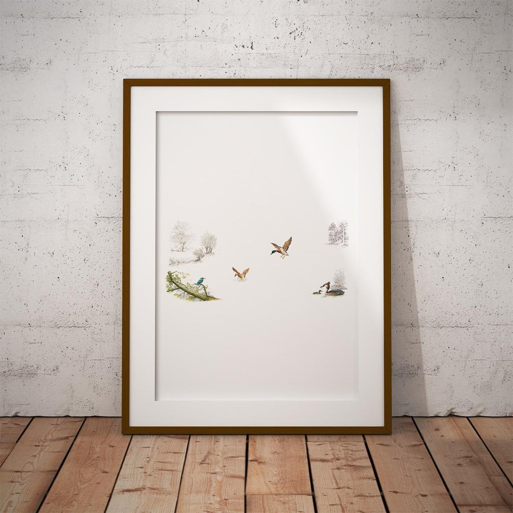 Kingfisher Ducks and Grebe Wall Art Print - Countryman John