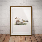 Turtle Dove Wall Art Print - Countryman John