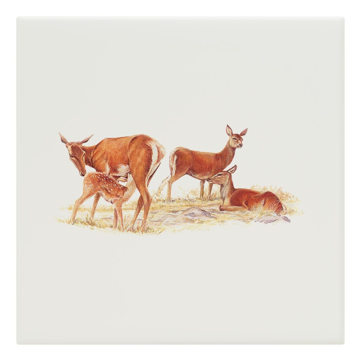 Red Hind with Calf Tile - Countryman John