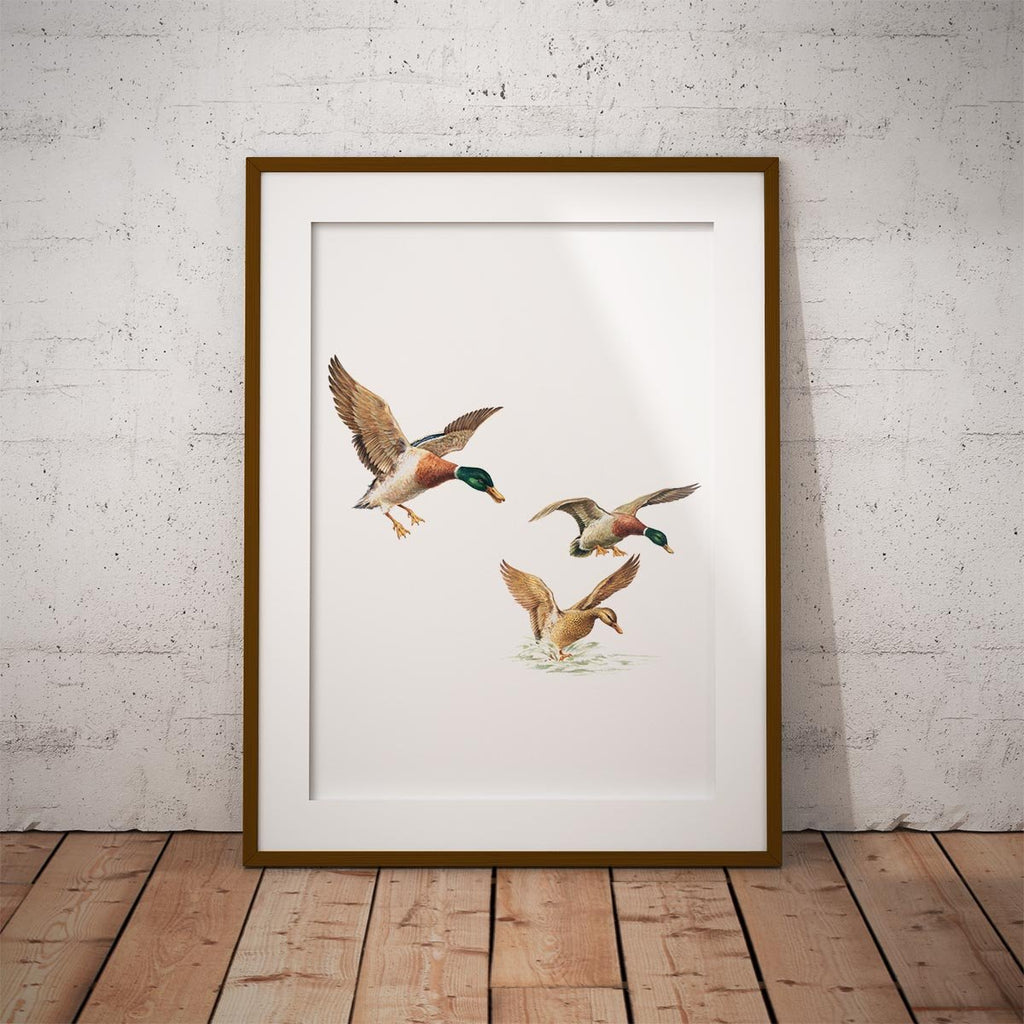 Ducks Coming in to Land Wall Art Print - Countryman John