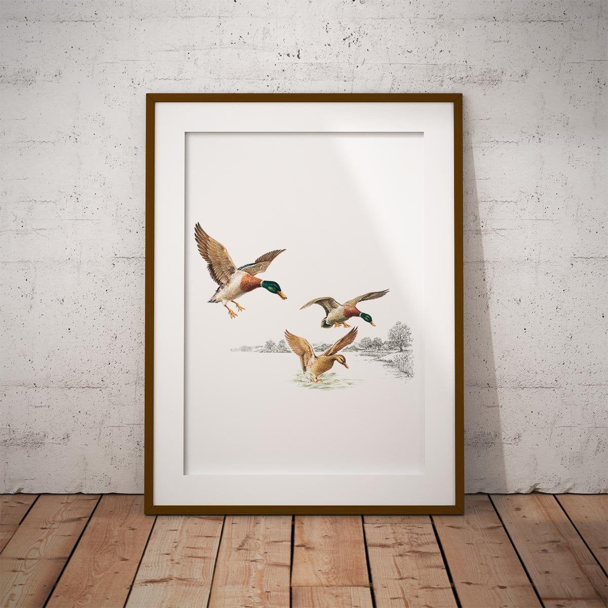 Mallards Coming in to Land on Pond Wall Art Print - Countryman John